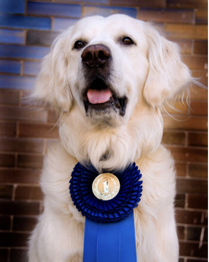 GOLDEN PAW AWARDS